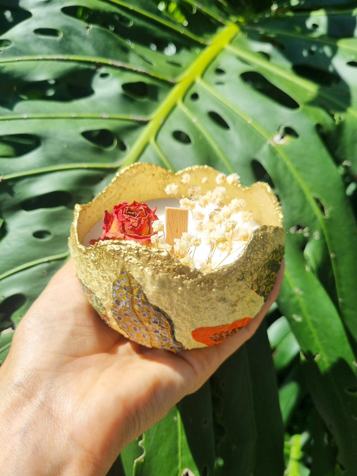 Vela Tropical
